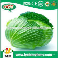 [Hot Sale] Fresh Cabbage/green Cabbage